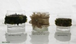 moss candle holder