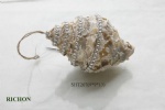 handmade conch